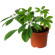 Schefflera potted plant. Elegant home plant with a lot of green leaves.