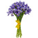 Irises. France